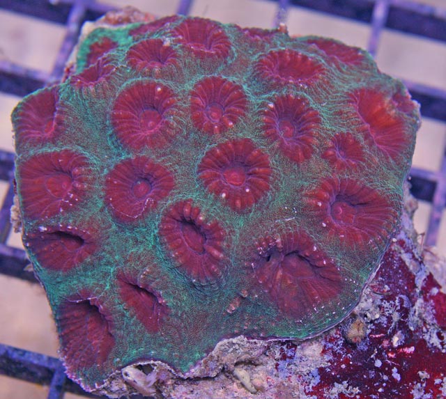 Most faviids prefer high intensity lighting and moderate current.