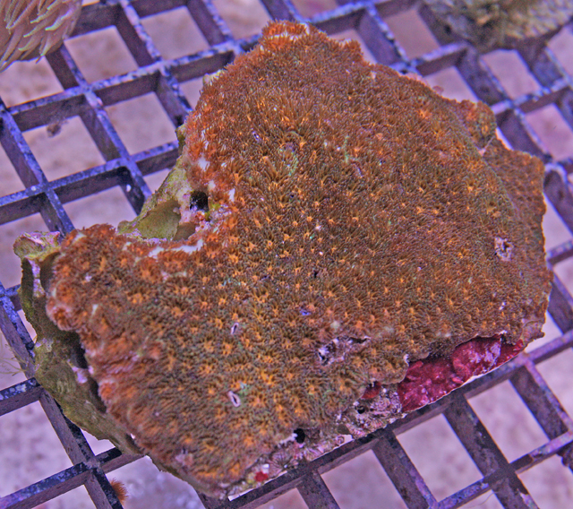 This Leptastrea, or Crater Coral, was collected from Australia.