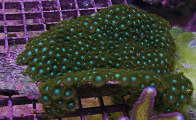 These Zoanthus sp. are growing in a mat.