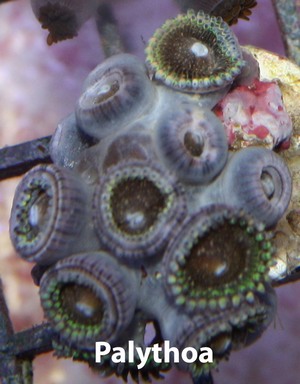 Palythoa polyps are embedded in the tissue of the mat.