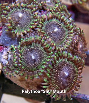 This paly has a slit mouth.