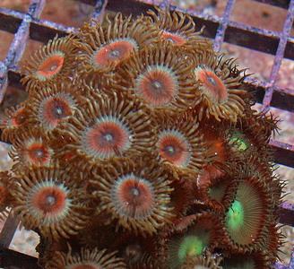 Here is a photo of palys and protopalys next to each other.  Can you tell the difference?