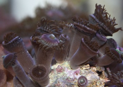 Protopalythoas have polyps on the ends of long stalks.