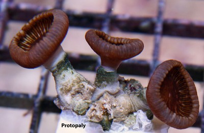 Protopalys have a rough texture to their tissue.