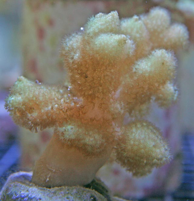 This fuzzy cream colored Lobophytum does well in all light intensities.