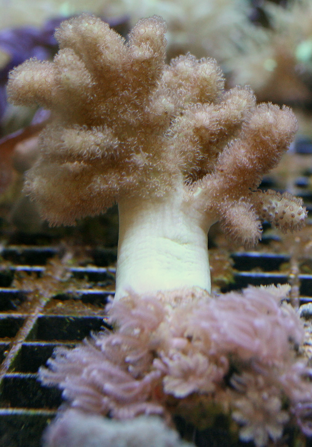 Winter's Ghost Green Leather Sarcophyton Coral