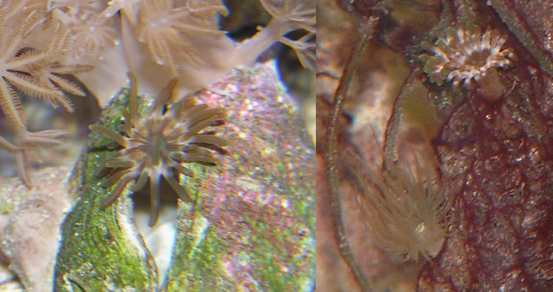 A Manjano Anemone by corals | Manjano and Aiptasia anemonesHere you can see the Aiptasia at the bottom and a Manjano anemone at the top