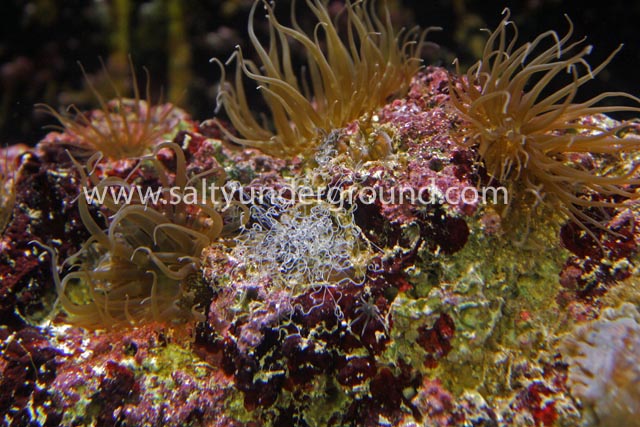 Wide Angle View of the Expelled Aiptasia Acontia