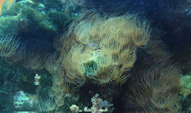 Aiptasia