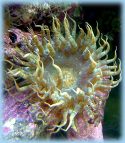Aiptasia with Flat Oral Disc