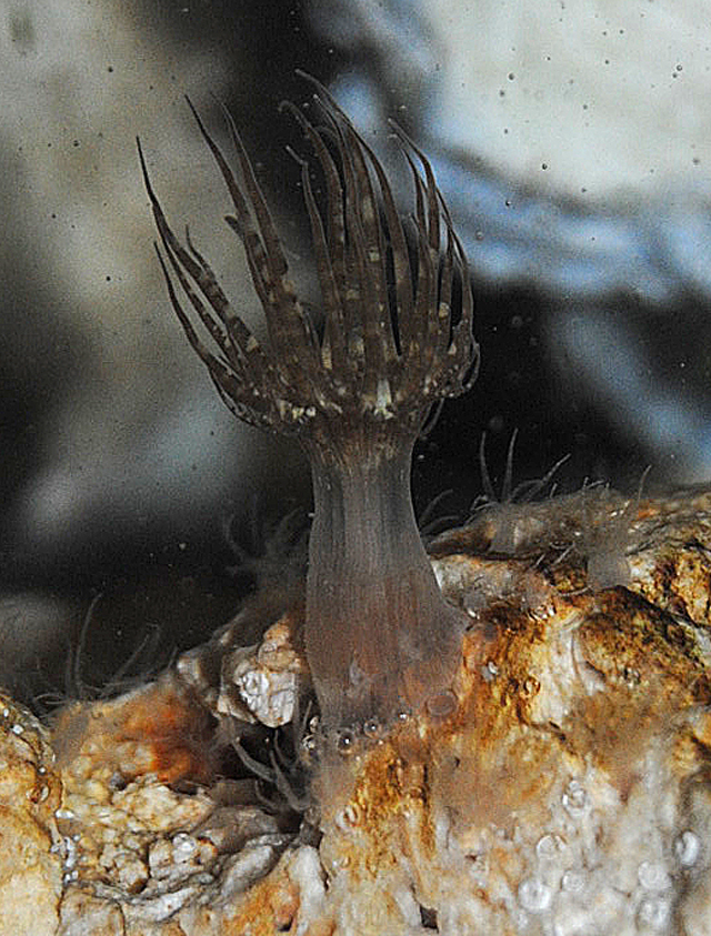 Aiptasia Anemone Surrounded by Babies