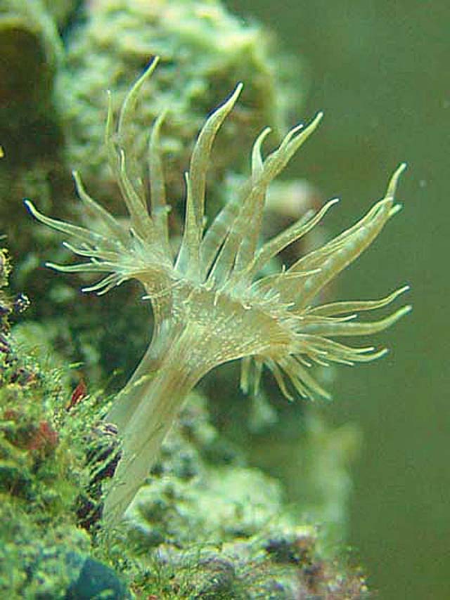 Anemone curly cue