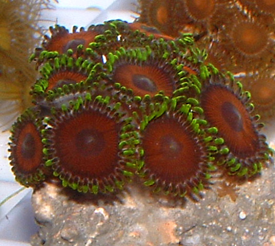 Can you spot the zoanthid eating nudibranch?