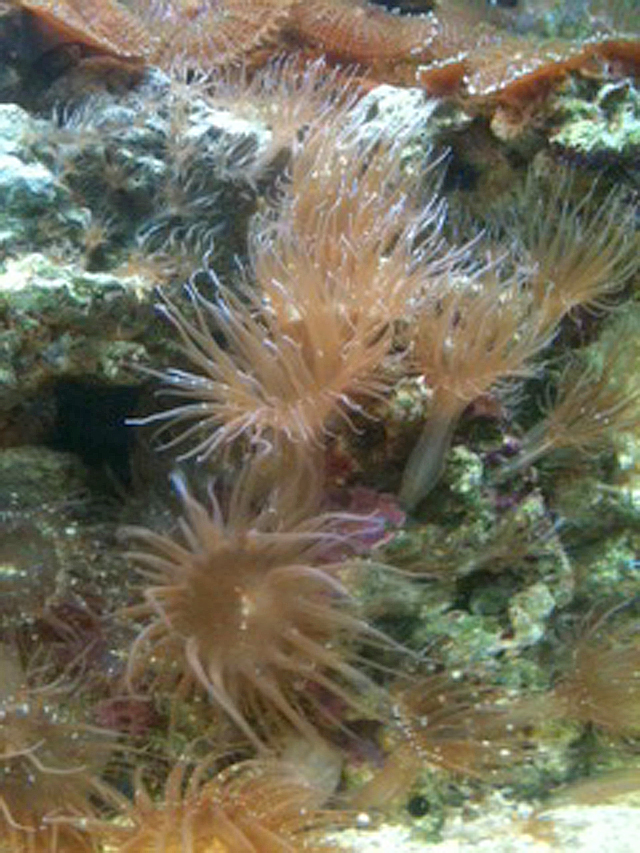 If the Aiptasia are left unchecked, your coral reef aquarium will soon have a mono-specific landscape.