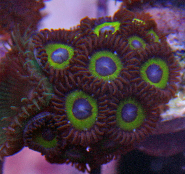 Salty Underground checks its frags frequently to ensure they are disease free.