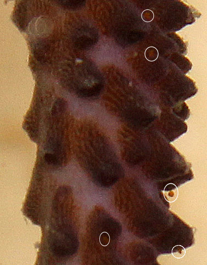You may need a magnifying glass to see these bugs.  Look closely!