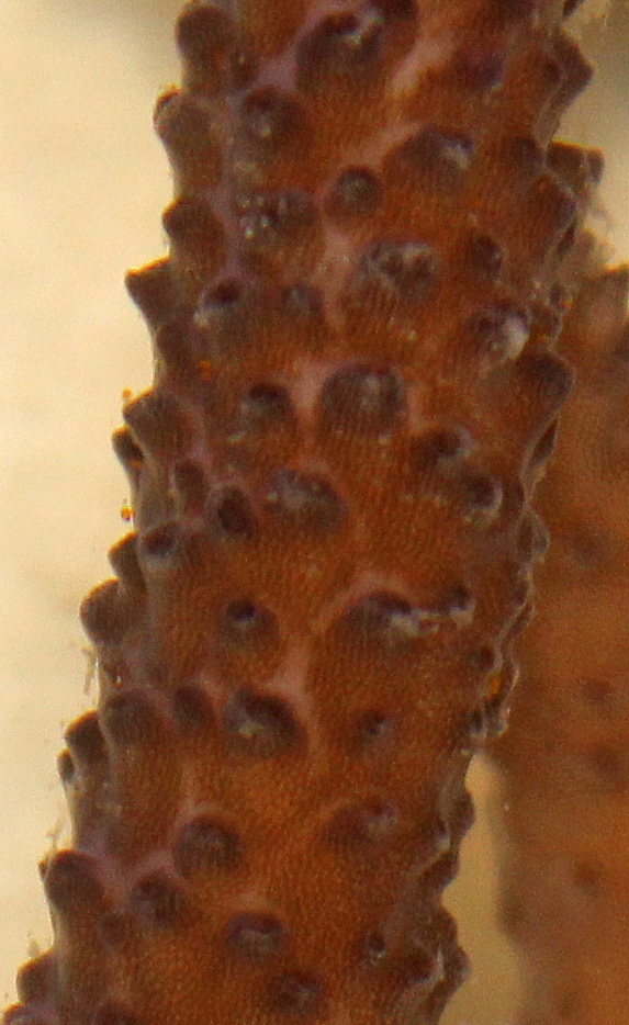 Here is another view of the red bugs.  You can see them in profile.