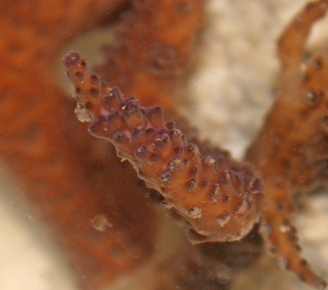 This purple stag acro has red bugs!  Can you see them?