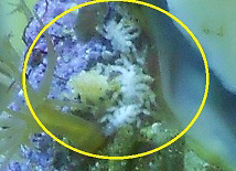 These little spiders can decimate a colony pretty quickly.