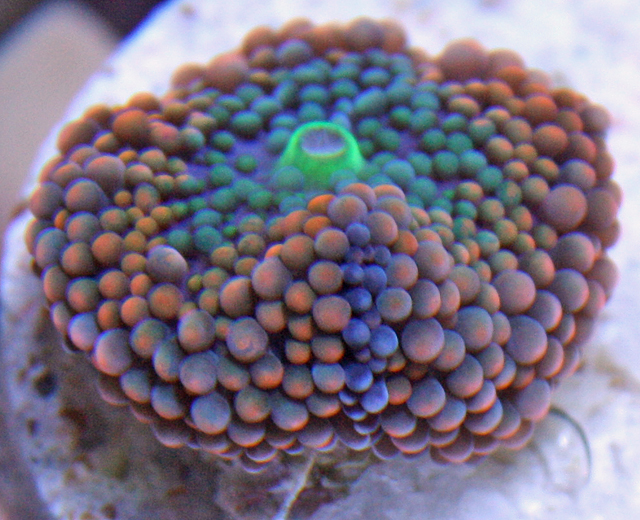 Orange and Blue Florida Ricordea Coral