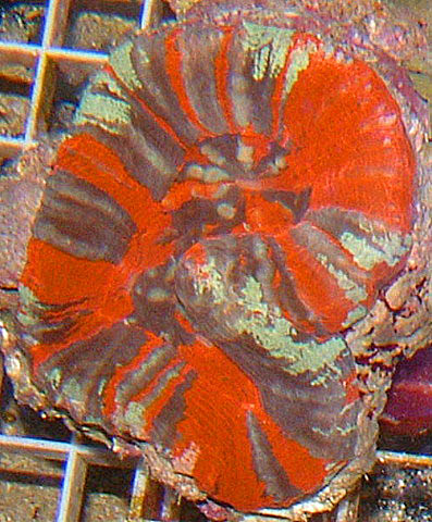This Scolymia sp. has 3 beautiful colors.