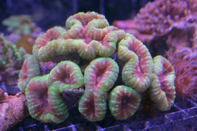 Notice the flabello-meandroid corallites on this Lobophyllia.