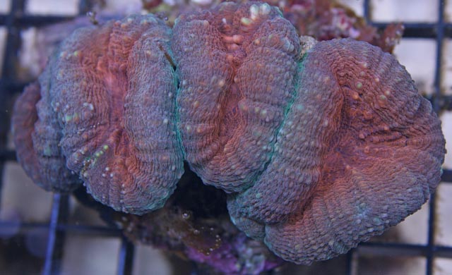 Mussids are considered to be hardy species for aquarium hobbyists.