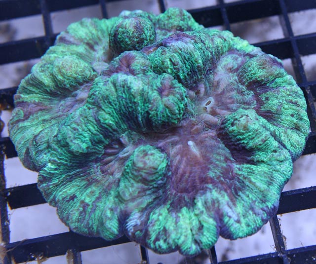 Blastos are colonial polyps, with phaceloid corallites.