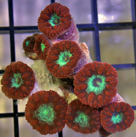 This Blastomussa wellsi may hide incidental organisms amongst its branches.