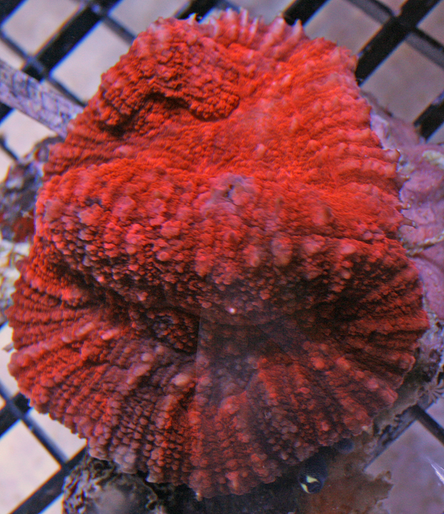 Symphyllia, or dented brain coral, have meandroid corallites..
