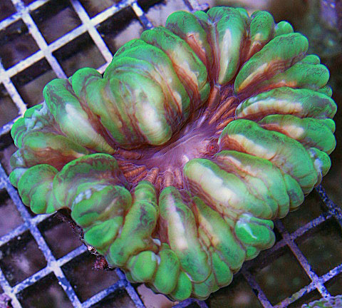 Scolymia spp. will expand twice their size during the day.