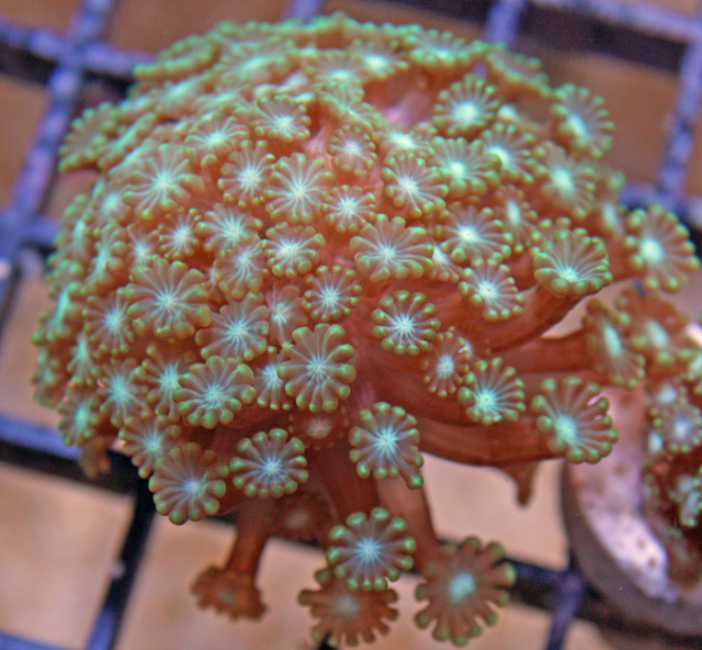 Alveopora spp. are tolerant of a range of lighting conditions.