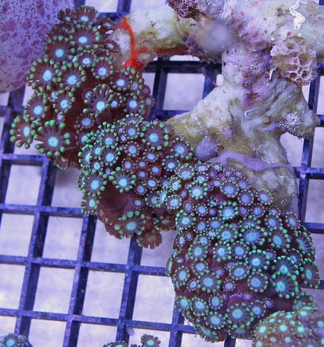 Alveopora corals have polyps that look like daisy heads.