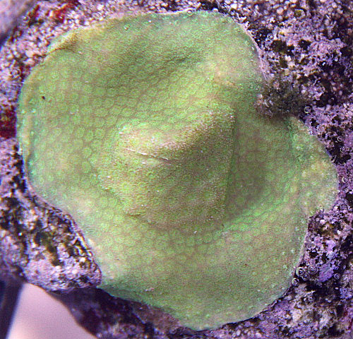 Notice how much smaller the Porites polyps are compared to the rest of the Poritidae family.