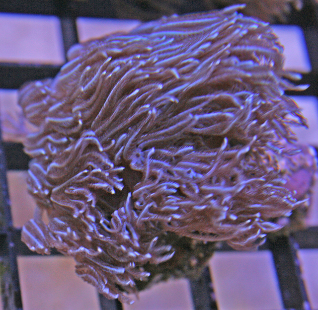 Aquacultured Bright Blue Xenia Sp. Coral