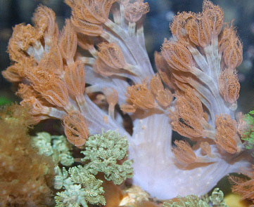 Aquacultured Pink & Blue Cespitularia Leather