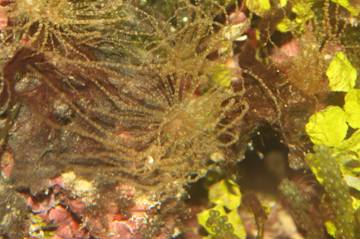 Macro Algae next to Aiptasia