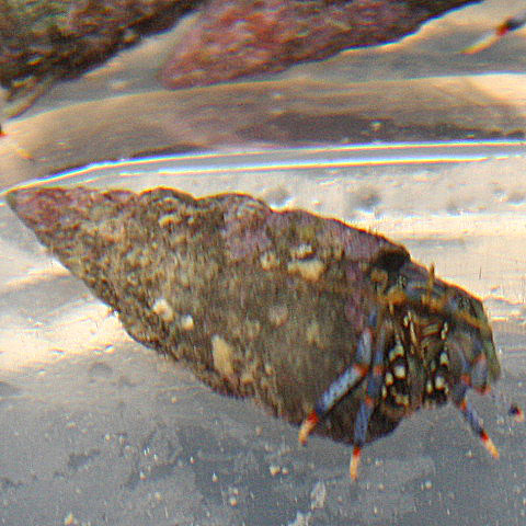 Blue Legged Hermit Crabs