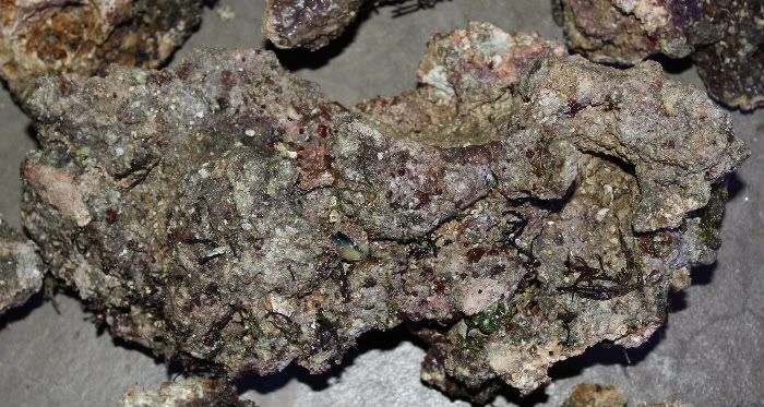 Coralline algae, bubble algae, and a clam on live rock.
