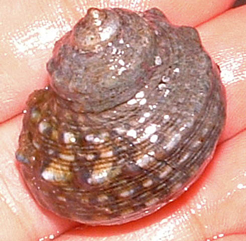 Mexican Turbo Snails