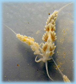 Berghia Verrucicornis eats only aiptasia anemones and they are completely reef safe.