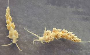 Two Berghia nudibranches