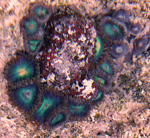 Turquoise Blue Zoanthid coral colony.  Look for its double row of tentacles.