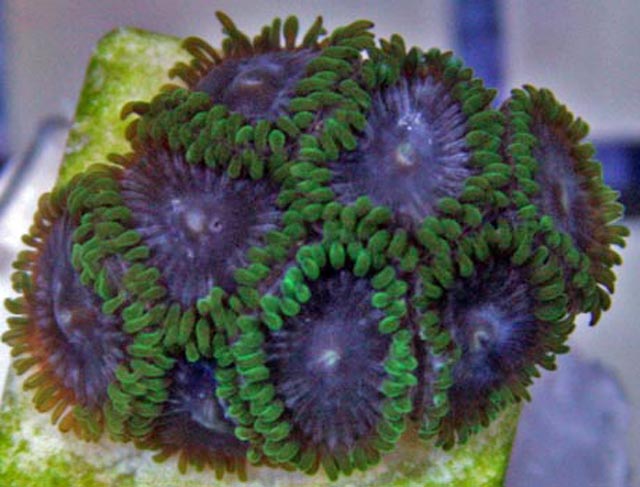 Beware:  this coral can be toxic.