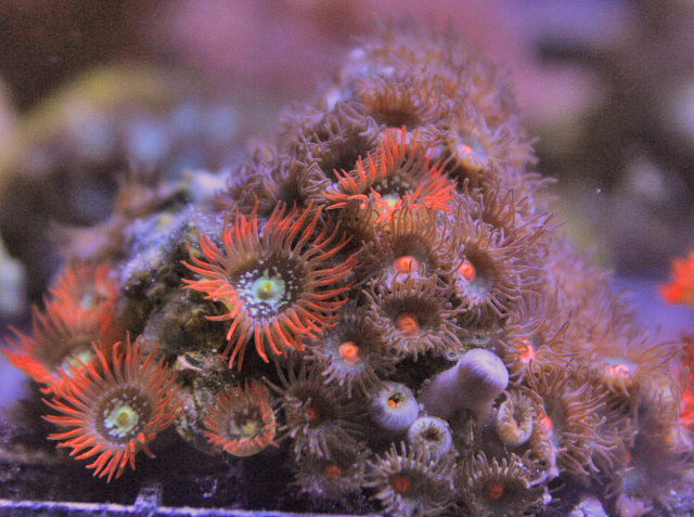 Here, some of its tentacles are retracted.