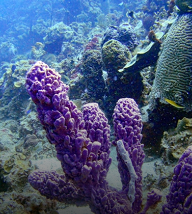 Sea Sponge