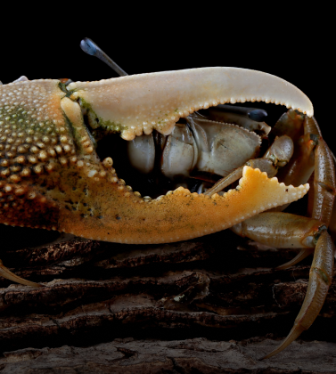 Marine Invertebrates