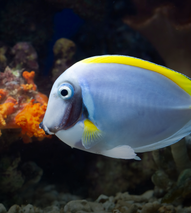 Saltwater Fish for sale